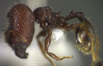 Media type: image;   Entomology 34159 Aspect: habitus lateral view